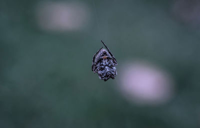Close-up of butterfly on leaf