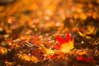 Close-up of autumn maple leaf