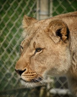 Close-up of a lion looking away