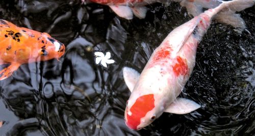 Close-up of fish in water