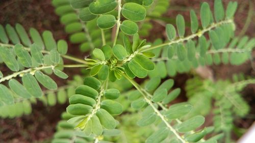 Close-up of fresh green plant