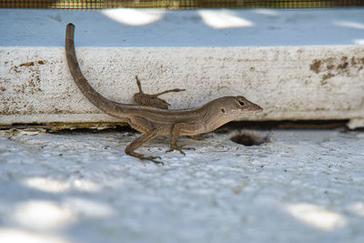 Close-up of lizard on wall