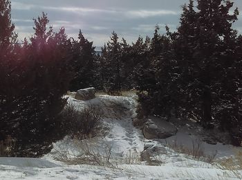 Trees against sky during winter