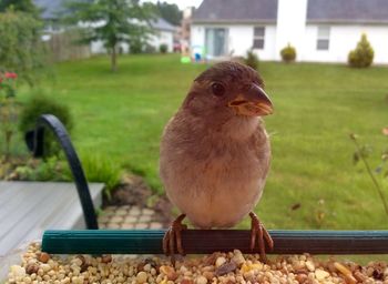 Close-up of bird perching on branch