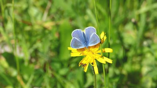 Close-up of butterfly on yellow flower
