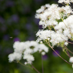 Close-up of white flowering plant on field