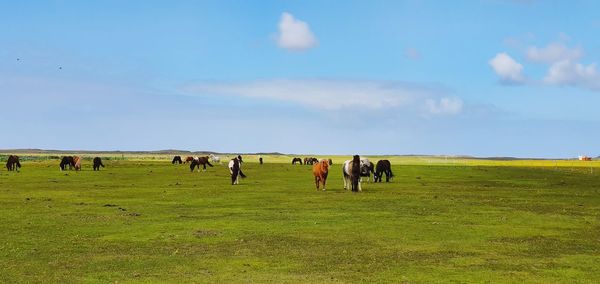 View of horses grazing in field