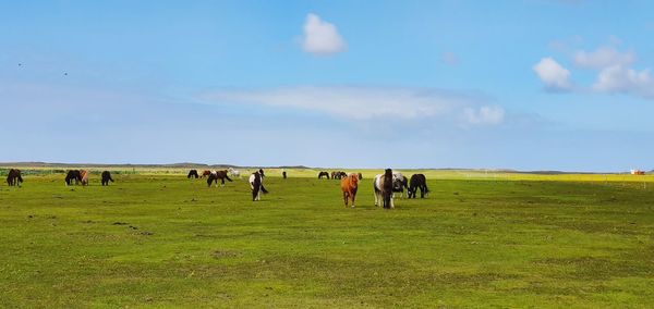 View of horses grazing in field