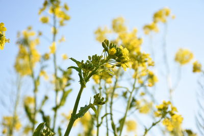 Close-up of yellow flowering plant against sky