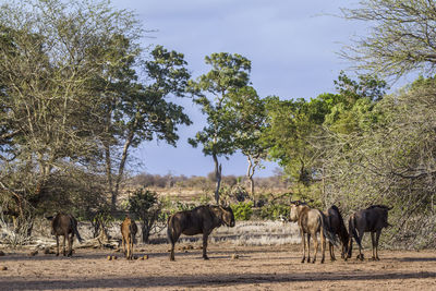 Wildebeests on land