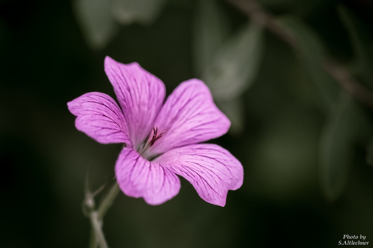 fragility, flower, nature, freshness, beauty in nature, petal, growth, flower head, close-up, plant, blooming, purple, no people, outdoors, day