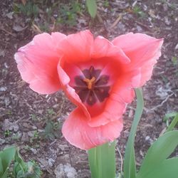 Close-up of pink flower blooming outdoors