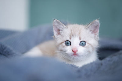 Close-up portrait of a cat