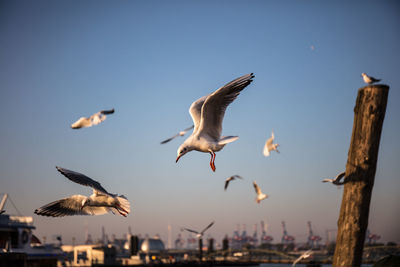 Low angle view of seagulls flying in sky