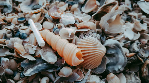 Full frame shot of mushrooms