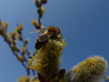 Close-up of bee pollinating on flower