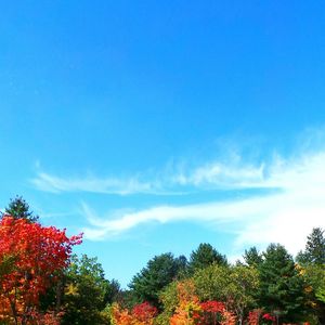Low angle view of trees against blue sky