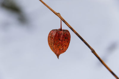 Close-up of red berries on plant