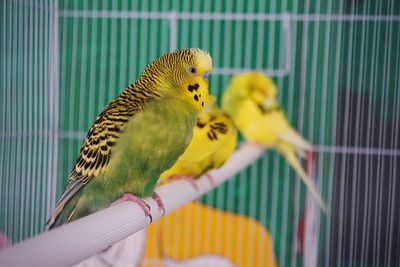 Close-up of parrot in cage