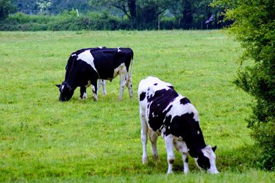 Cows on field