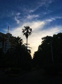 Trees at sunset