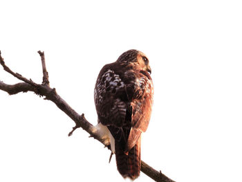 Close-up of bird perching on branch against clear sky