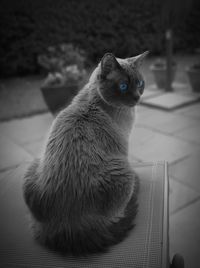 Close-up of cat looking away