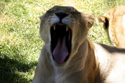 Close-up of lion yawning