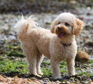 Dog standing on field