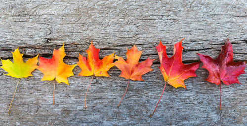 Close-up of orange autumn leaves