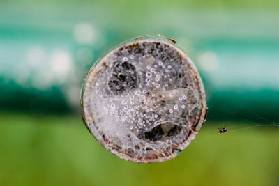 Close-up of spider