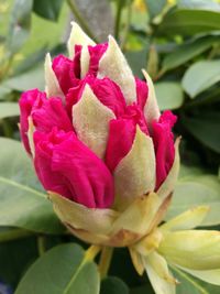 Close-up of pink rose blooming outdoors