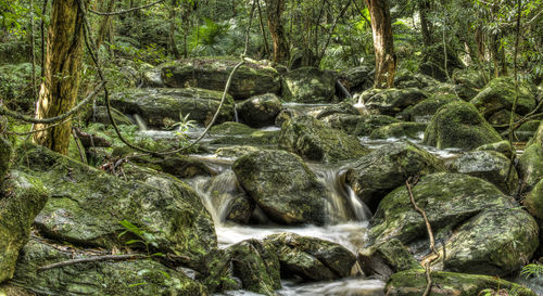 Full frame shot of trees