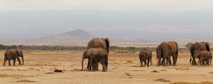 Elephant family on landscape against sky