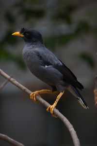 Close-up of bird perching on branch