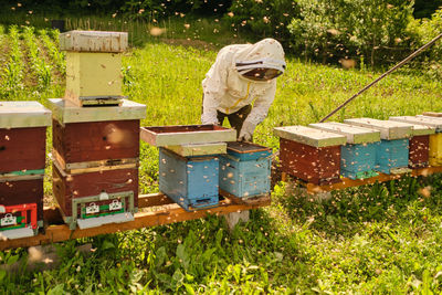 High angle view of bees on field