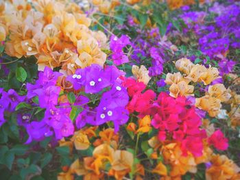 Close-up of multi colored flowers