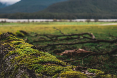 Moss growing on land