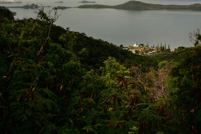 High angle view of trees and plants