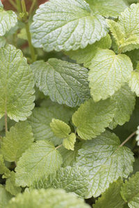 Full frame shot of fresh green leaves