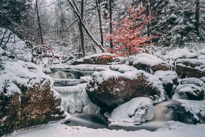 Snow covered trees in forest