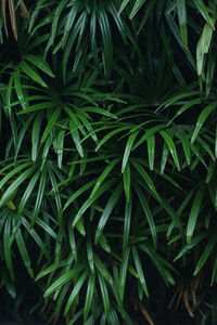 Full frame shot of green plant, palem waregu