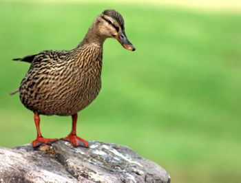 A duck gazing off a rock