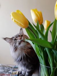 Close-up of a cat and tulips