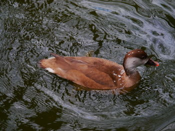 High angle view of duck swimming in lake