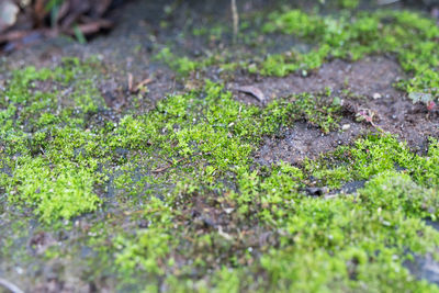 High angle view of moss growing on field