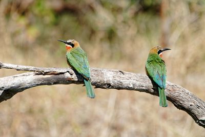 Two bee-eaters looking left and right on dead branch