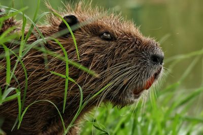 Close-up of an animal on field