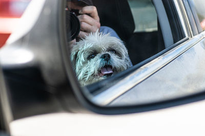 Close-up of a dog in car