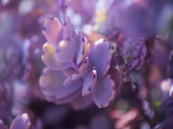 Close-up of purple flowers